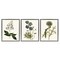 Stupell Industries Vintage Botanical Flowers on Beige Framed Floater Canvas Wall Art